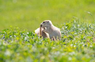 Badlands South Dakota Prairie Dogs grooming each other
