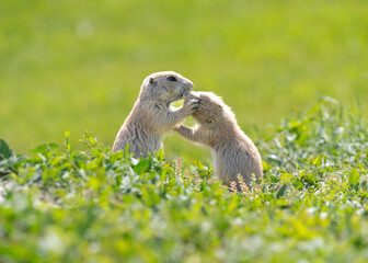 Badlands South Dakota Prairie Dogs grooming each other standing up and kissing funny