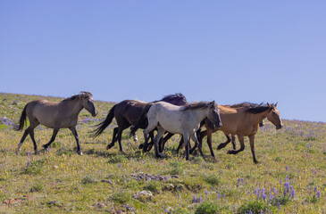 Obraz premium Wild Horses in Summer in the Pryor Mountains of Montana