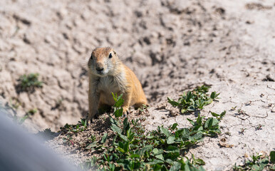 Badlands South Dakota Prairie Dog close up in the dirt looking around