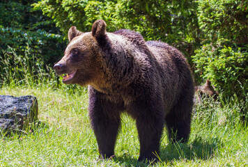 Fototapeta premium Wild bear in Romania