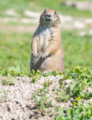 Badlands South Dakota Prairie Dog standing on its haunches funny curious look at the camera
