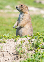 Badlands South Dakota Prairie Dog standing on its haunches looking alert and around