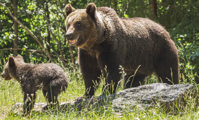 Wild bears on a road in Romania