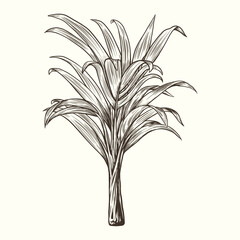 Vintage palm tree sketch drawing. Palm tree hand drawn. Detailed palm tree illustration