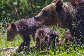 Wild bears on a road in Romania