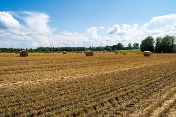 A golden hay bale in a harvested field in sunlight with numerous bales scattered on the field in the background. 