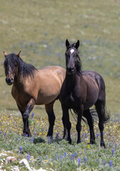 Wild Horses in Summer in the Pryor Mountains of Montana