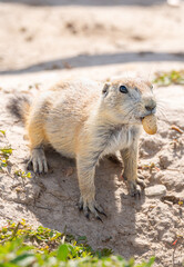 Badlands South Dakota Prairie Dog close up looking alert with peanut shell in mouth 