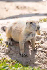 Badlands South Dakota Prairie Dog looking funny close up with a peanut shell in mouth