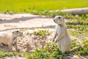Badlands South Dakota Prairie Dogs looking funny together with food in hand and mouth