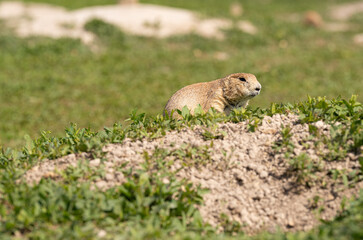Badlands South Dakota Prairie Dog over burrow looking alert