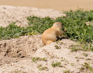 Badlands South Dakota Prairie Dog out of home eating grass