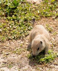 Badlands South Dakota Prairie Dog sniffing the grass in the dirt