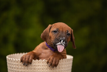 Funny rhodesian ridgeback puppy with tongue 
