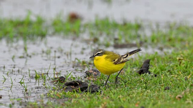 Western Yellow Wagtail,  Motacilla flava