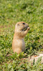 Badlands South Dakota Prairie Dog full body standing tall eating food in the grass