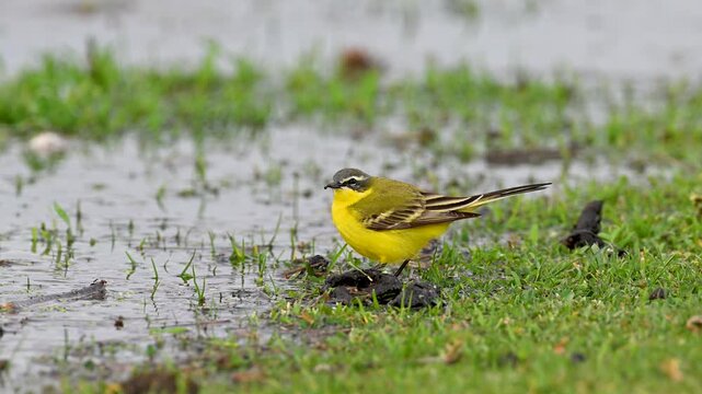 Western Yellow Wagtail,  Motacilla flava
