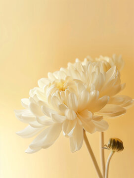 Fototapeta A single beautiful and delicate white flower isolated on pastel background. Vertical. Generative AI.