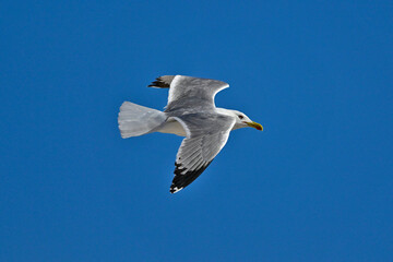 Yellow-legged gull // Mittelmeermöwe (Larus michahellis) - Greece