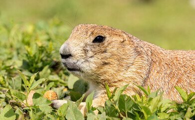 South Dakota Badlands Prairie Dog close up profile macro with peanut shell in hand