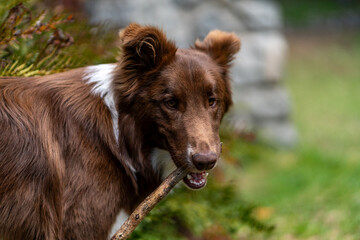 Fototapeta premium border collie dog playing with stick in traful patagonia argentina region