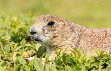 South Dakota Badlands Prairie Dog close up profile macro with peanut shell in hand