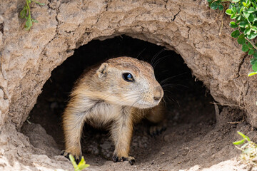 South Dakota Badlands Prairie Dog close up in burrow macro of full front body looking in the distance