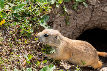 South Dakota Badlands Prairie Dog close up in burrow looking for food full body