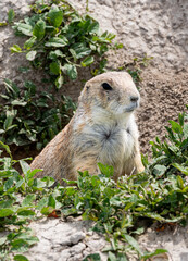 South Dakota Badlands Prairie Dog peaking out of home 