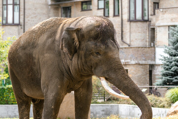 Fototapeta premium A large Indian elephant with long tusks
