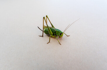 Cricket, Eupholidoptera chabrieri isolated on white. A close up of the grasshopper. Isolated on white.
