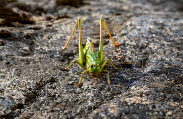 A large grasshopper sits on a stone close-up. A grasshopper sits on a gray stone. 