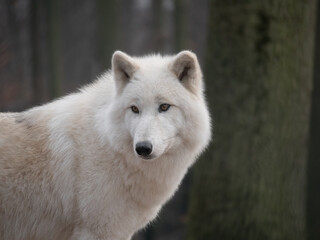 Artic withe wolf