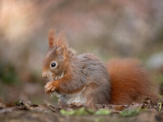 Red squirrel eating