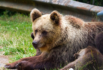 Wild bears on a road in Romania