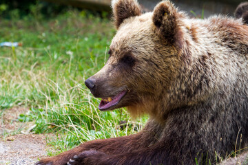 Wild bears on a road in Romania