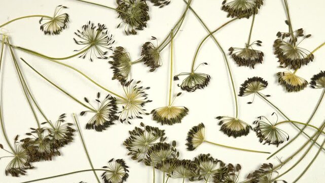 Heads of dried green dill umbels lay on a white background, floral composition 