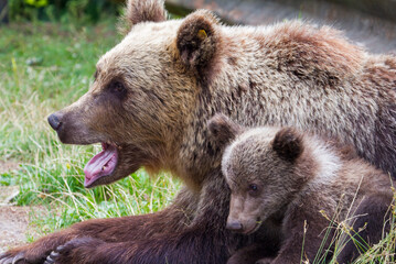 Wild bears on a road in Romania