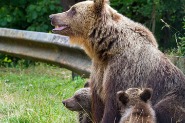 Wild bears on a road in Romania