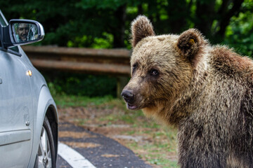 Bear on the Transfagarasan, Romania
