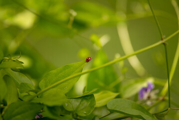 Lady Bug All Alone 