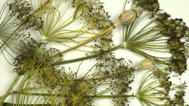 Stems with heads of green dry flowers dill and dried poppy seed heads lie on white paper, floral composition, background. 