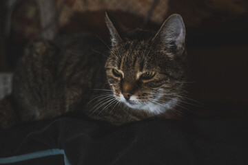 A sweet, kind, old cat is lying on the bed, in the evening
