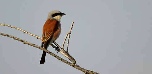 Neuntöter - Männchen // Red-backed shrike - male (Lanius collurio) 