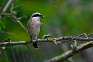 Red-backed shrike - male // Neuntöter - Männchen (Lanius collurio) 