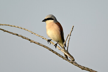 Neuntöter - Männchen // Red-backed shrike - male (Lanius collurio) 
