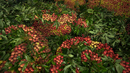 Freshly picked ripe lychees, ready for sale at the market. Vibrant colors and juicy sweetness of this tropical delight, straight from the orchard to your table. Lychee, Litchi, Lichee, fruit