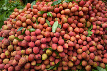 Freshly picked ripe lychees, ready for sale at the market. Vibrant colors and juicy sweetness of this tropical delight, straight from the orchard to your table. Lychee, Litchi, Lichee, fruit