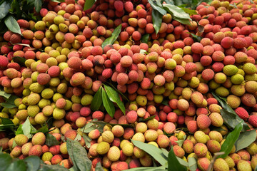 Freshly picked ripe lychees, ready for sale at the market. Vibrant colors and juicy sweetness of this tropical delight, straight from the orchard to your table. Lychee, Litchi, Lichee, fruit